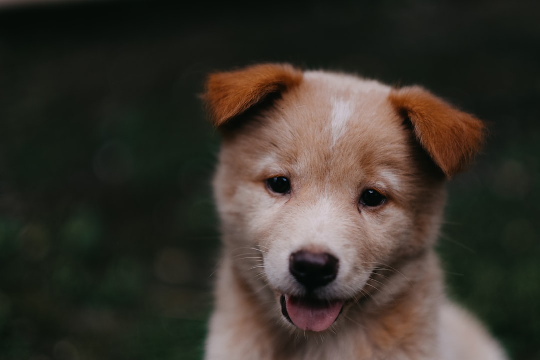 Photo Puppy chewing on a carrot