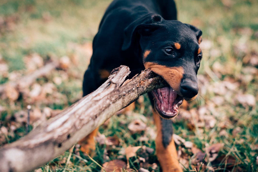 Photo Dog chewing on a bone
