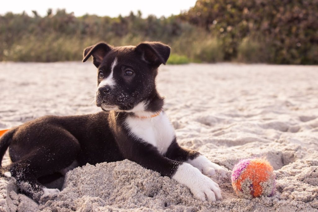 Photo puppy socialising