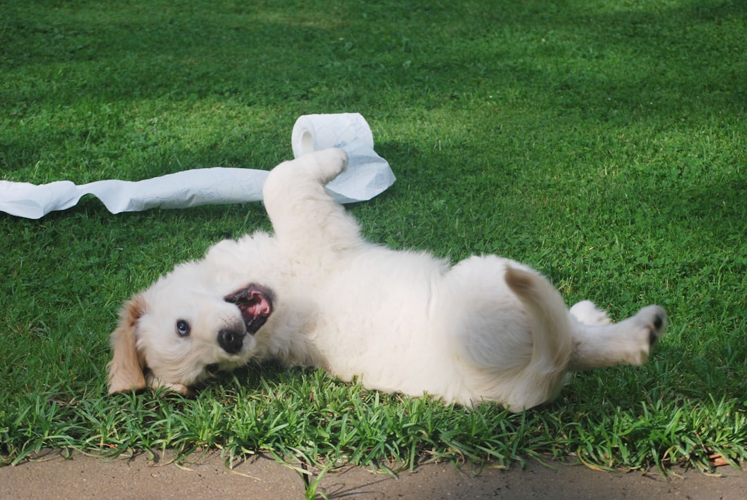 Photo puppy playtime