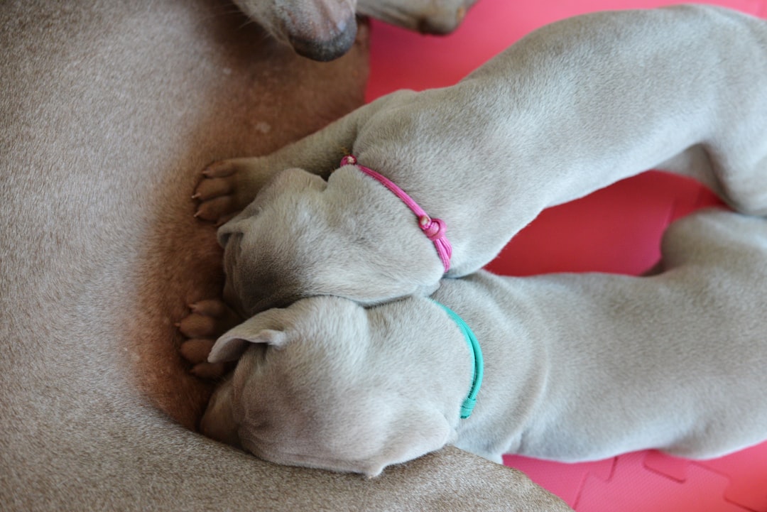 Photo puppies asleep