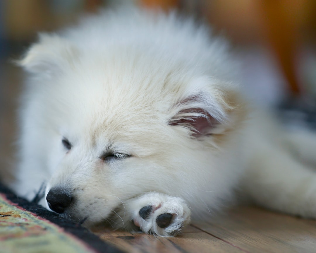 Photo puppies sleeping