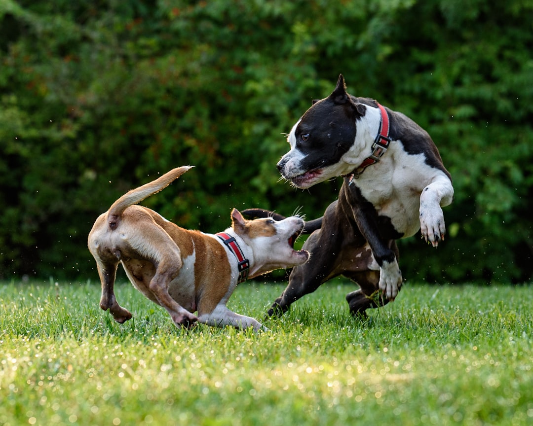 Photo puppies playing