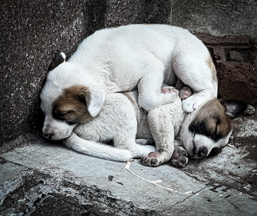 Photo puppies sleeping